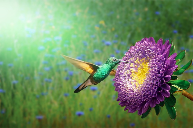 kolibřík krásný